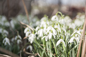 Spring 2015