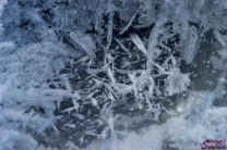 Photo courtesy of Sebring's Snapshots.