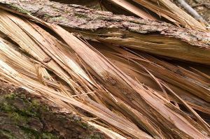 broken-tree-1022052-m