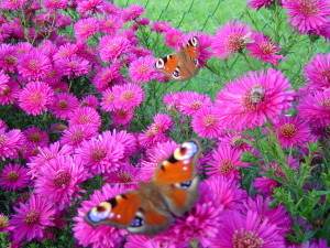 vlinders