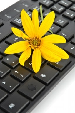 Jerusalem artichoke flower and keyboard