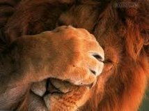  photo lion_zpswlzm3axo.jpg
