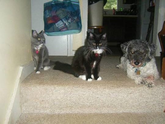 Buffy, Bella, and Pete