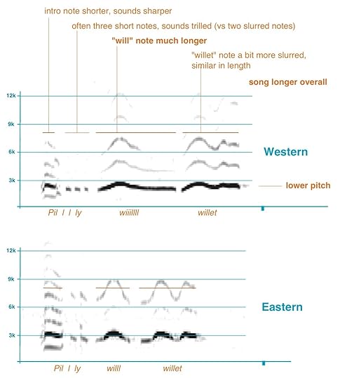 Willet_SongCompDetail