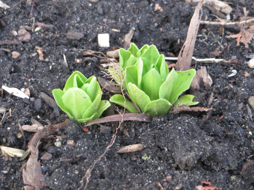 StarFlower