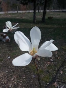 Mag8