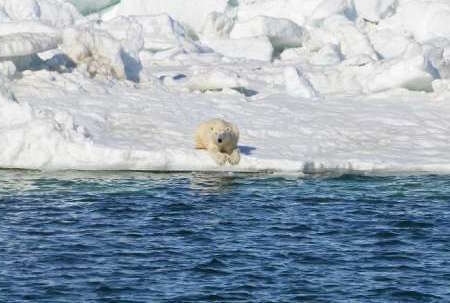 USGS polar bear