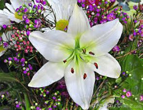 easter lilly