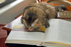 Kel Attempts to Keep Me from Reading