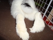  photo TeggieFeetsA_zpsazfigosk.jpg