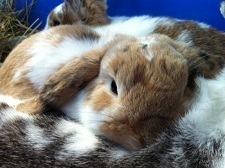  photo SnugglinA_zpsrvfcftxo.jpg