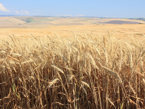 E Oregon Wheat fields