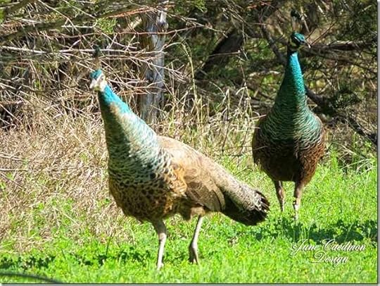 Peacock_Pair2