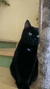 oliver