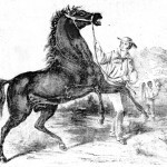 boy-and-horse020-for-web