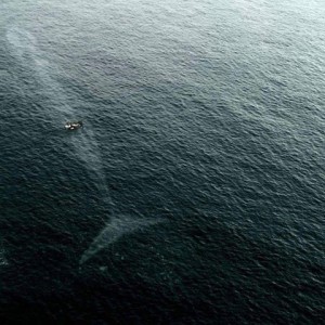 blue whale