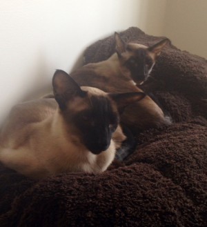 Vet du hur mycket vi sprang i natt (svar: ja). Nu är vi så TRÖTTA.