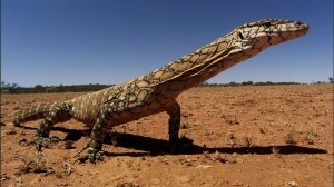 Desert_Monitor_Lizard