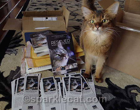 But isn't it more fun to look at a kitty than look at a book?