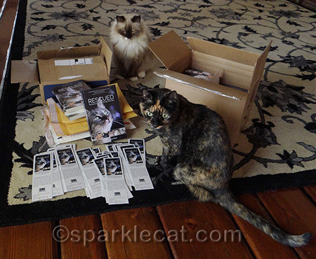 Rescued cats or not, they are still not supervising pros