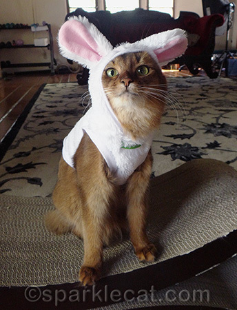 Yet another costume malfunction