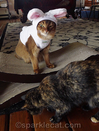 Stealing the treats I earned!