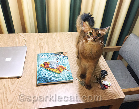 The way my human was looking at me, I knew something was up