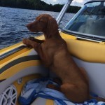 dog in boat