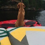 dog on raft