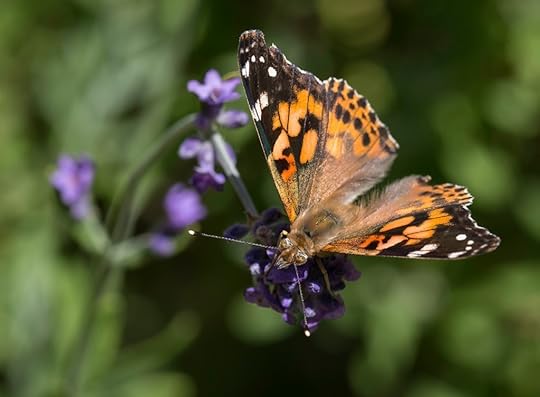 painted lady butterfly