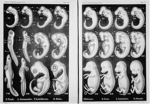 Haeckel_Anthropogenie_1874a.jpg