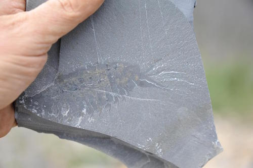 Yawunik kootenayi Fossil.jpg