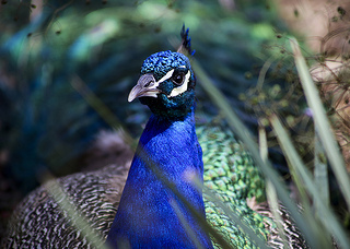Peacock_JLK_Photo_Art