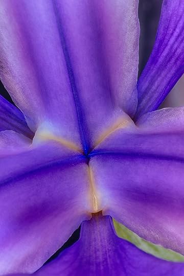 Blue Iris