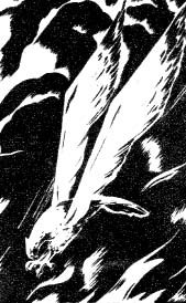 The eagle by the graphic artist Marian Walentynowicz that was the inspiration for the Polish parachute badge