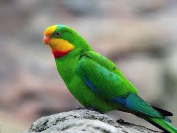 Parrot