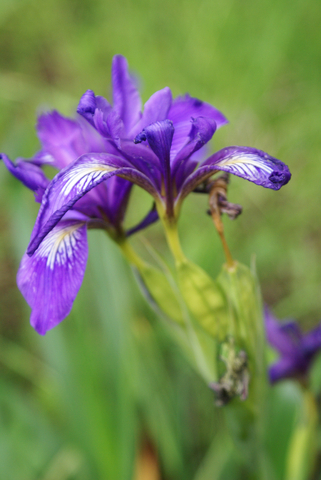 iris.jpg