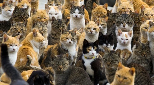 aoshima-cat-island
