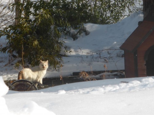 Japan-Fukushima-cat