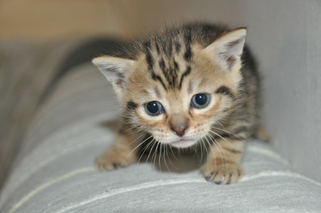 abandoned-kittens
