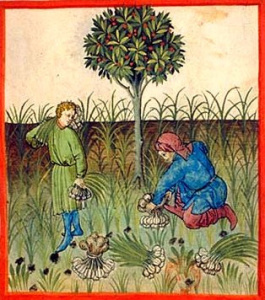 medieval garlic