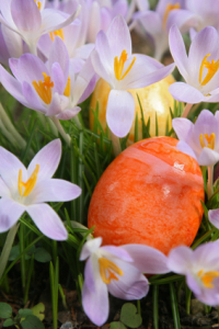 Easter Eggs Hidden in Crocus