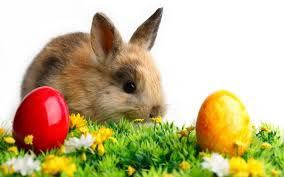 bunny