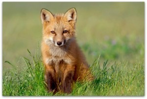 German Easter Fox