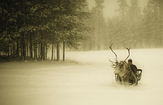 Photograph The Reindeer by ILGIN YAROGLU on 500px