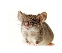 Image result for male mice
