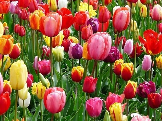 Tulips