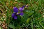 images-1
