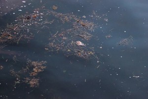 IMG_2659 (1)