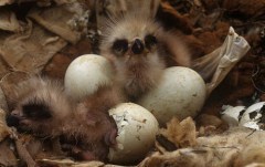 Black kite chicks hatching from their eggs; image © Jose Luis Gomez de Francisco / naturepl.com